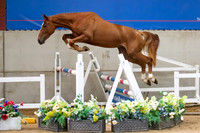 The Billy Stud Auction