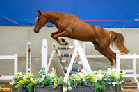 The Billy Stud Auction