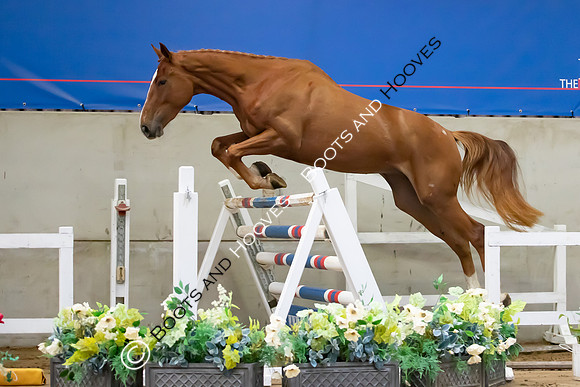 The Billy Stud Auction