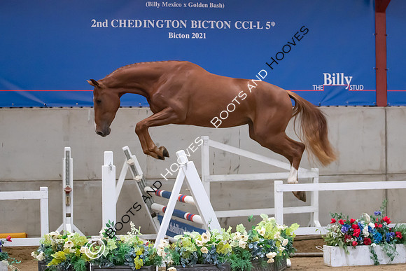 The Billy Stud Auction