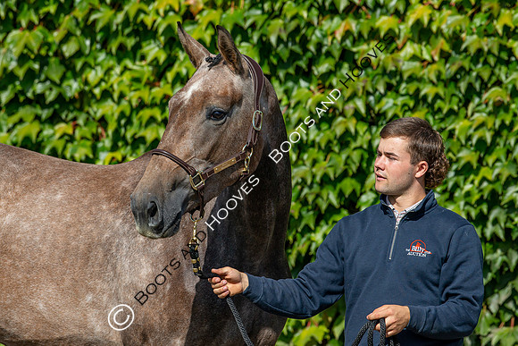 The Billy Stud Auction