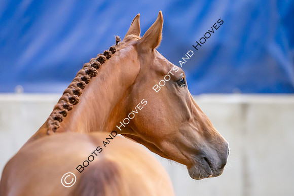 The Billy Stud Auction
