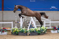 The Billy Stud Auction