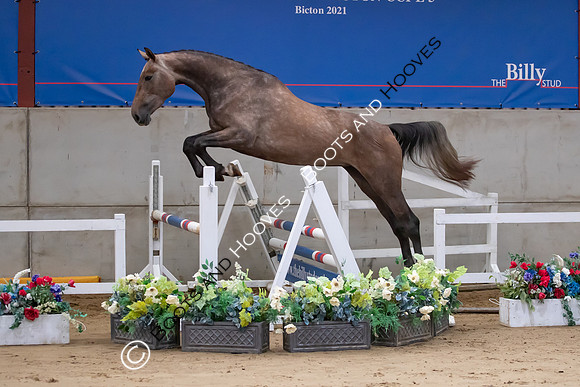 The Billy Stud Auction