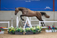 The Billy Stud Auction