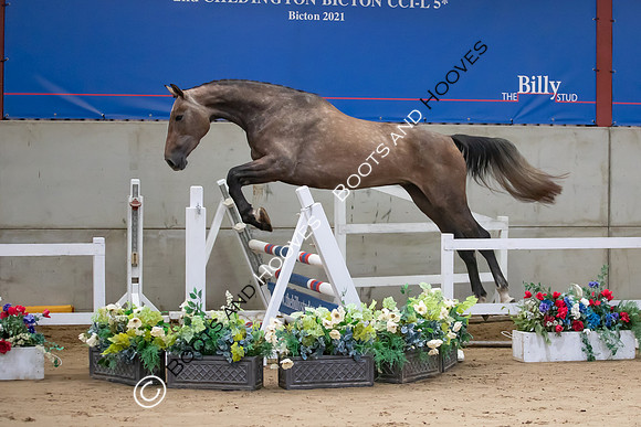 The Billy Stud Auction