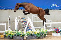 The Billy Stud Auction