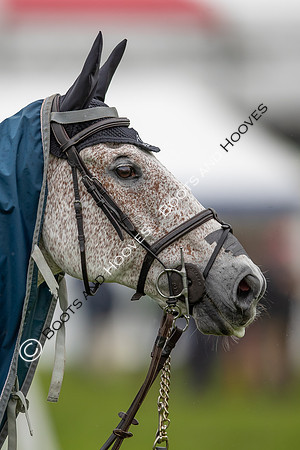 Badminton Horse Trials presented by Mars Equestrian