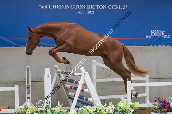 The Billy Stud Auction