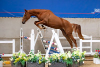 The Billy Stud Auction