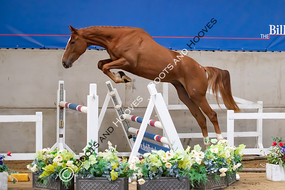 The Billy Stud Auction