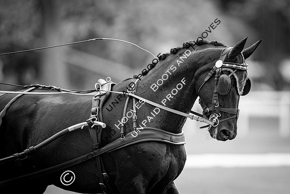 The Royal Windsor Horse Show