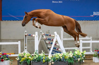The Billy Stud Auction