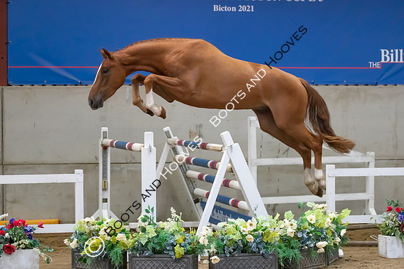 The Billy Stud Auction