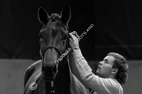 The Billy Stud Auction