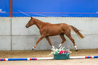 The Billy Stud Auction