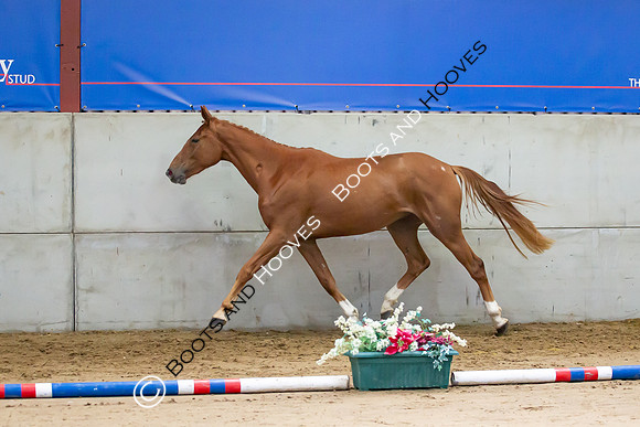 The Billy Stud Auction