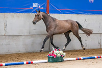 The Billy Stud Auction