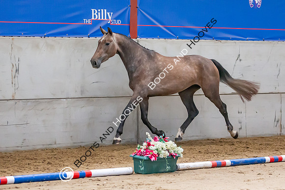 The Billy Stud Auction