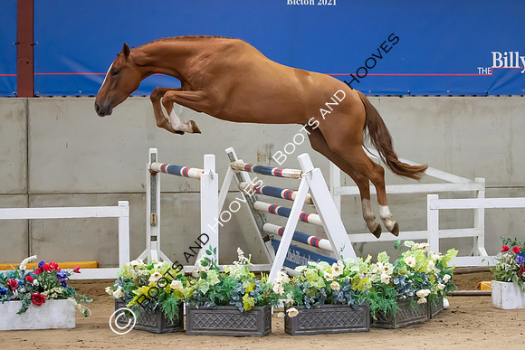 The Billy Stud Auction