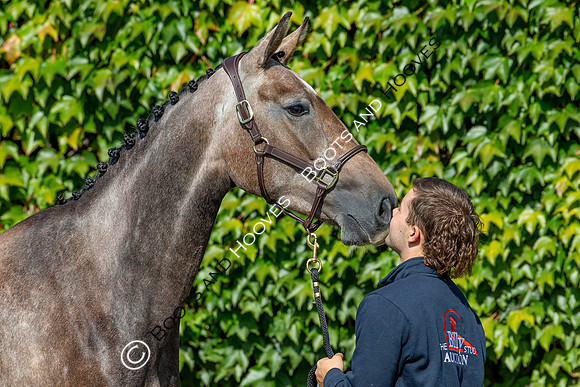The Billy Stud Auction