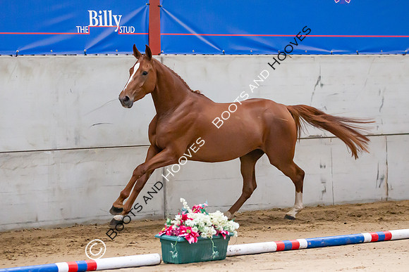 The Billy Stud Auction
