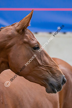 The Billy Stud Auction