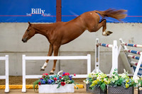 The Billy Stud Auction
