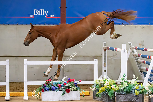 The Billy Stud Auction