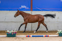 The Billy Stud Auction