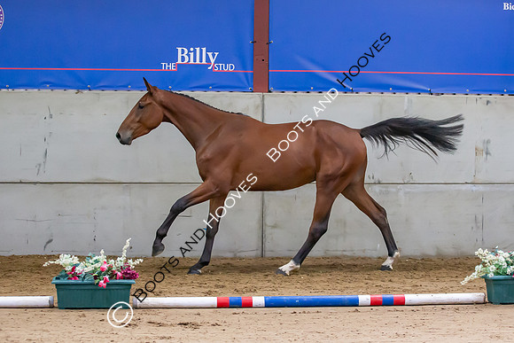 The Billy Stud Auction