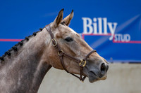 The Billy Stud Auction
