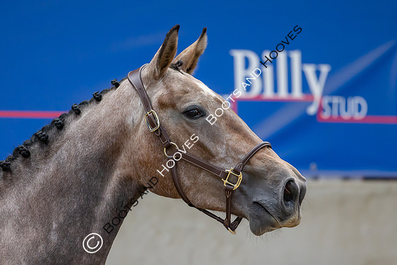 The Billy Stud Auction