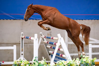 The Billy Stud Auction