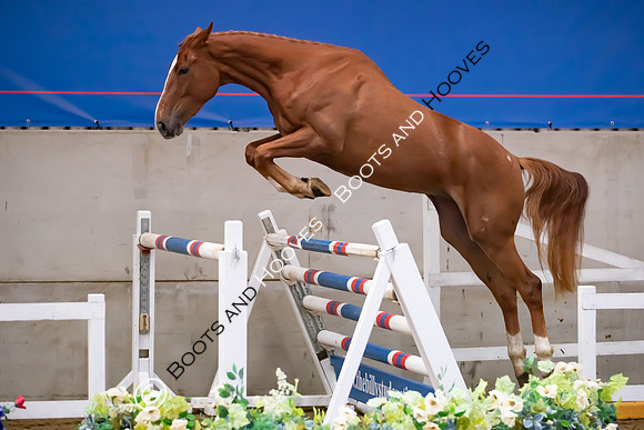 The Billy Stud Auction