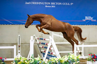 The Billy Stud Auction