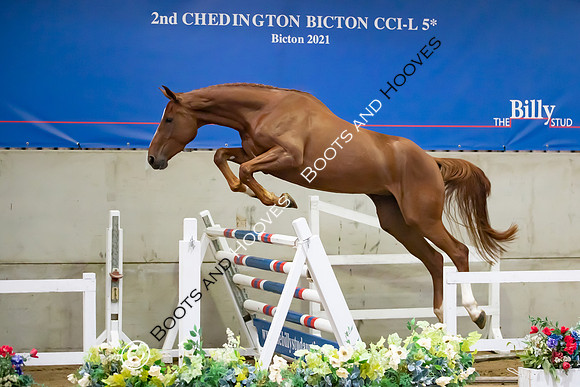 The Billy Stud Auction
