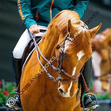Showjumping