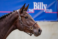 The Billy Stud Auction