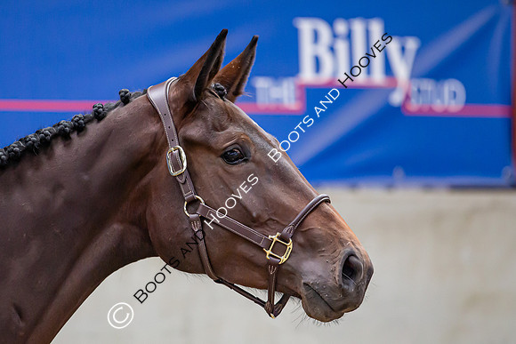 The Billy Stud Auction