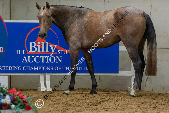 The Billy Stud Auction