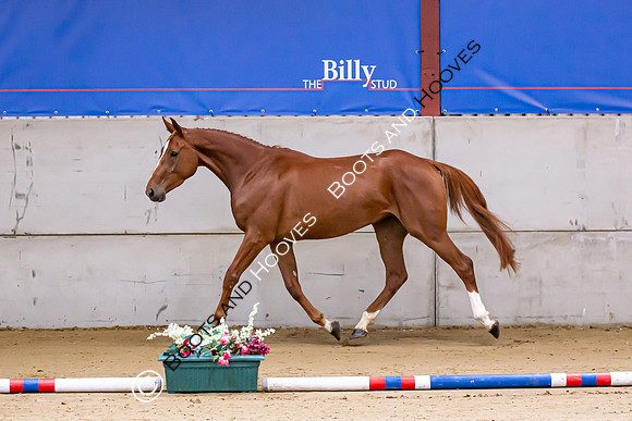 The Billy Stud Auction
