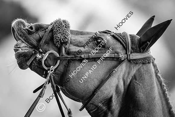 The Royal Windsor Horse Show