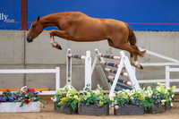 The Billy Stud Auction