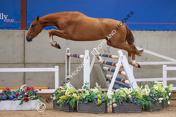 The Billy Stud Auction
