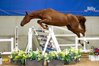 The Billy Stud Auction