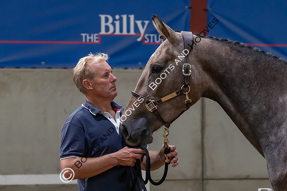 The Billy Stud Auction