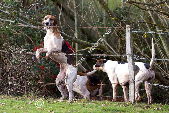 East Essex Hunt. Ladies Day. 29/01/2019 ~ MANDATORY Credit Elli Birch/Bootsandhooves - NO UNAUTHORISED USE - 07745 909676