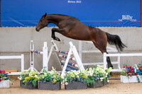 The Billy Stud Auction