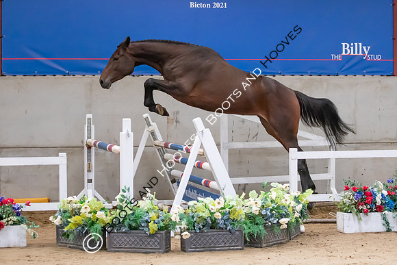 The Billy Stud Auction